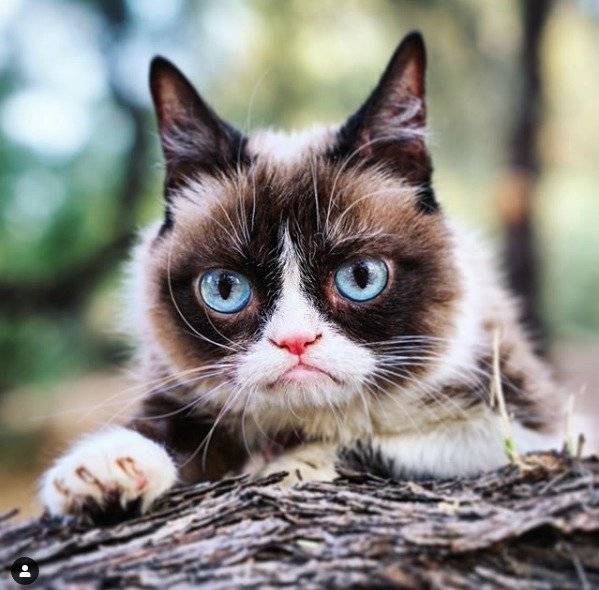 Gato gruñón