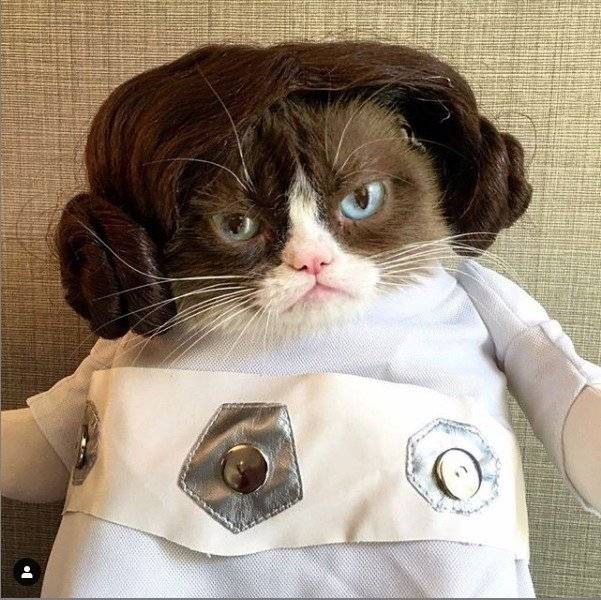 Gato gruñón