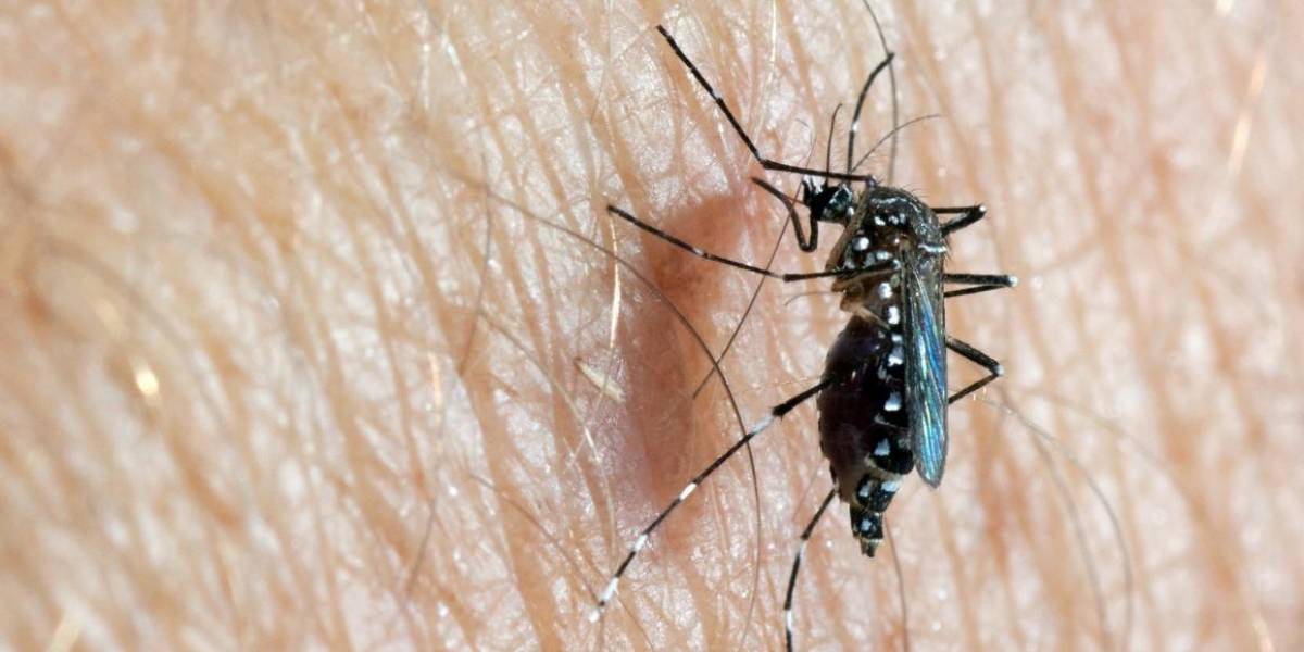 Dengue tipo 1 en Rapa Nui: se activa alerta sanitaria en la isla