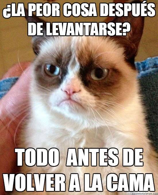 Grumpy Cat 6