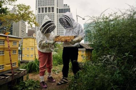 abejas