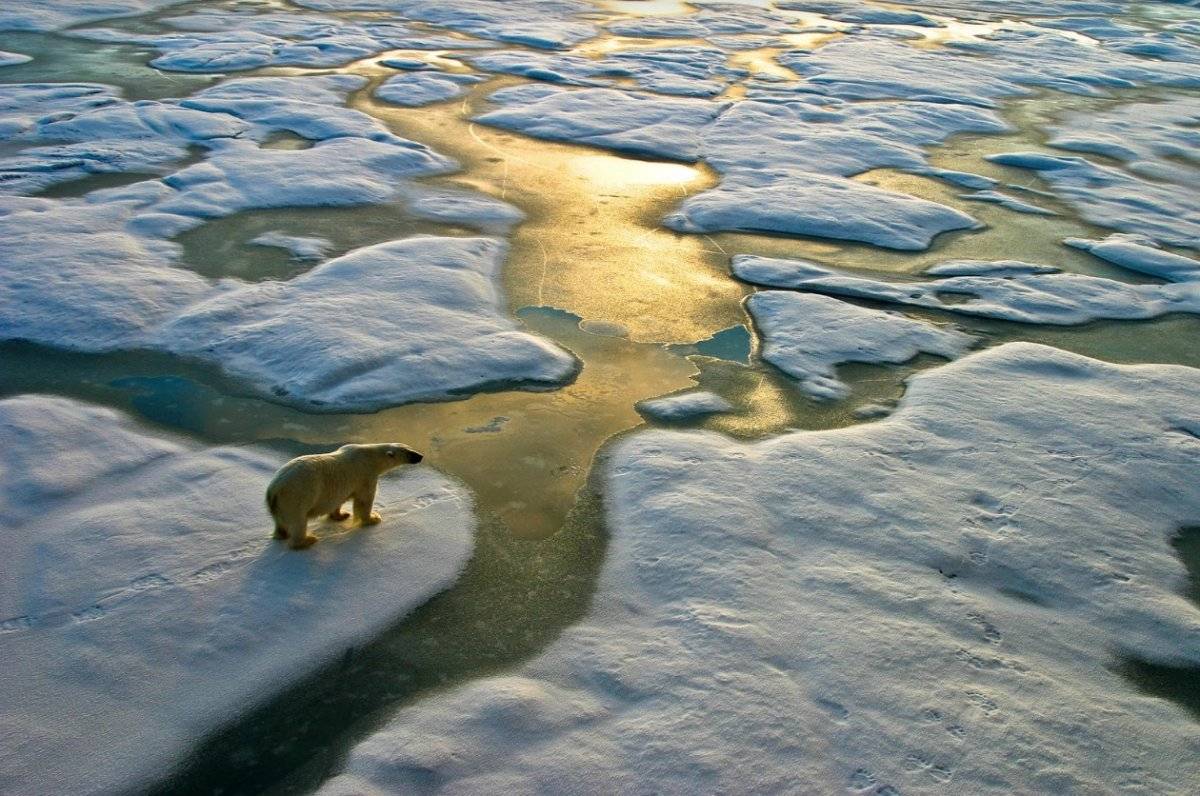 Oso polar