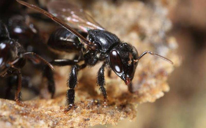 UNAM Abeja Maya UNAM Abeja Maya