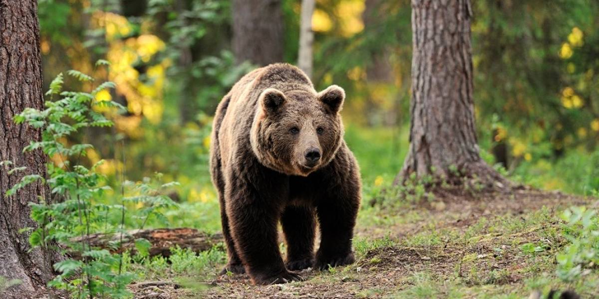 Un oso pardo cayó al precipicio por intentar huir de sus cazadores