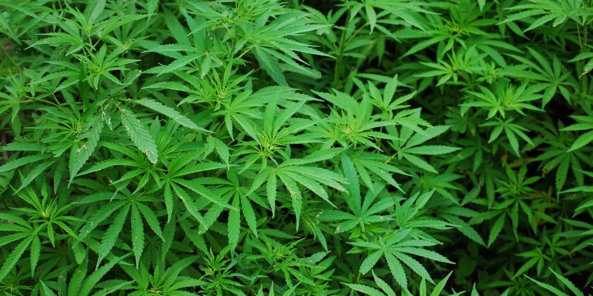 La ciencia descubrió el lugar exacto donde se originó la marihuana
