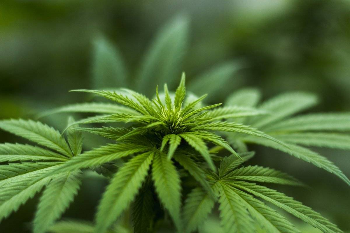 La ciencia descubrió el lugar exacto donde se originó la marihuana
