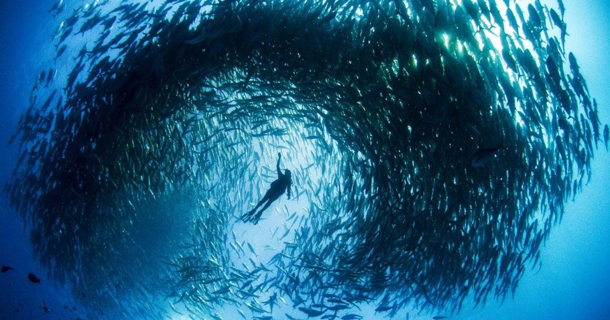 Mission Blue (2014)