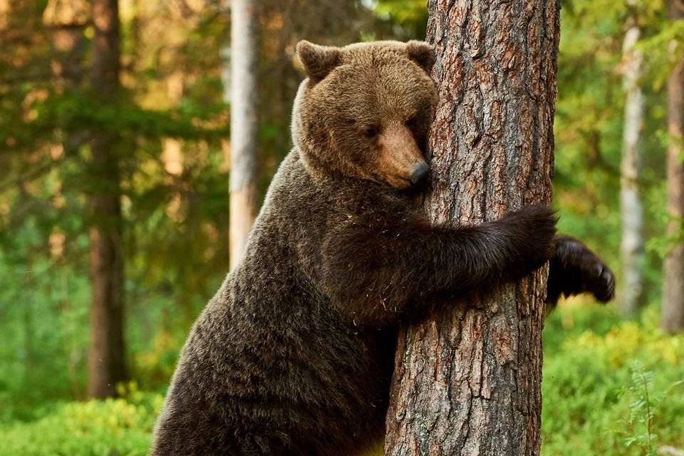 Oso pardo carácterísticas