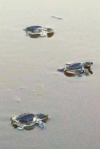 tortuga