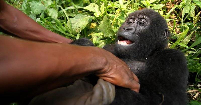 Virunga (2014)