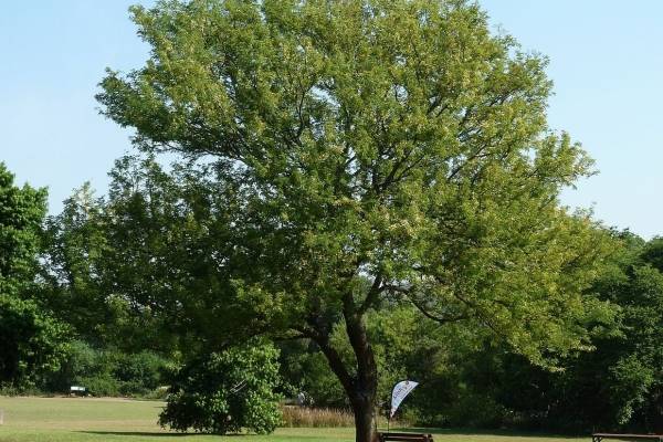 acacia