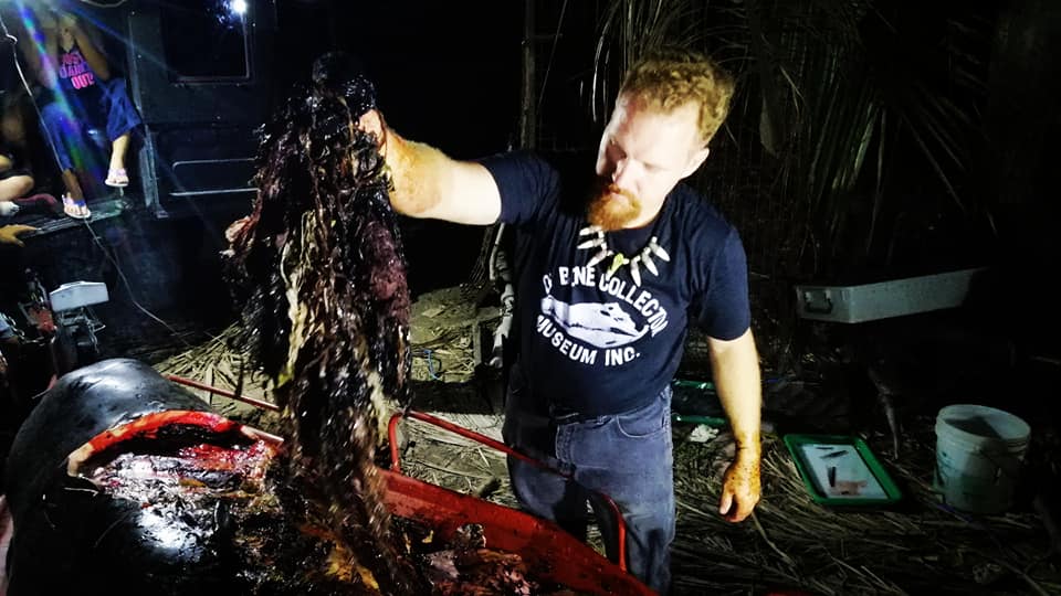 Ballena es encontrada con 40 kilos de plástico en su interior Ballena es encontrada con 40 kilos de plástico en su interior