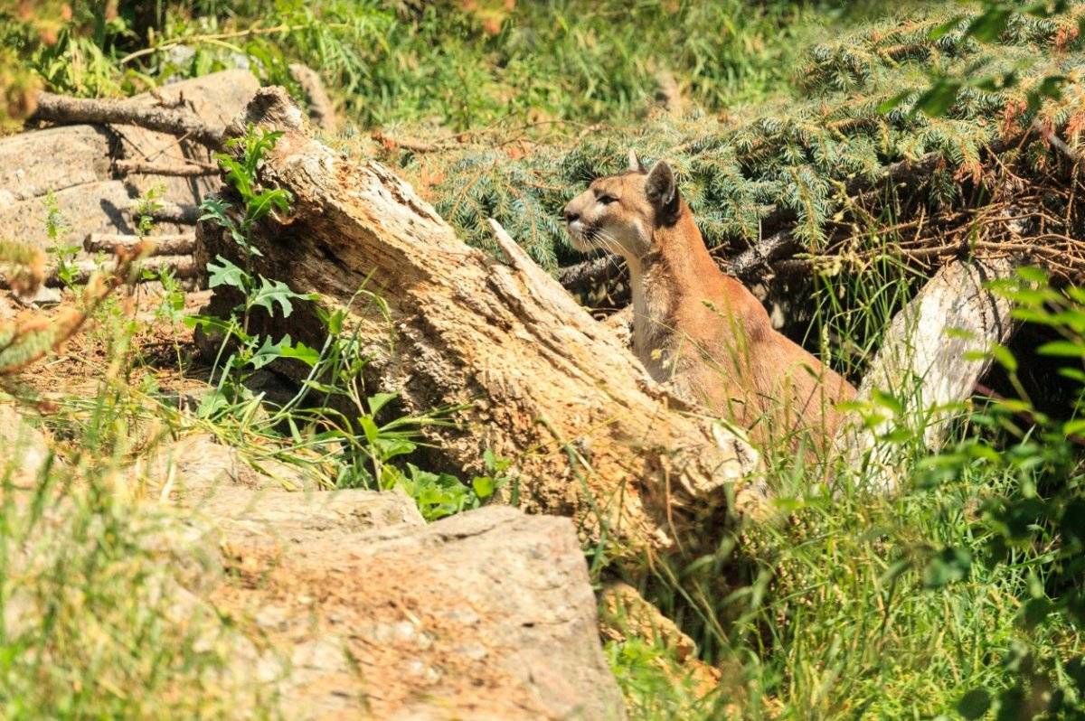 Puma