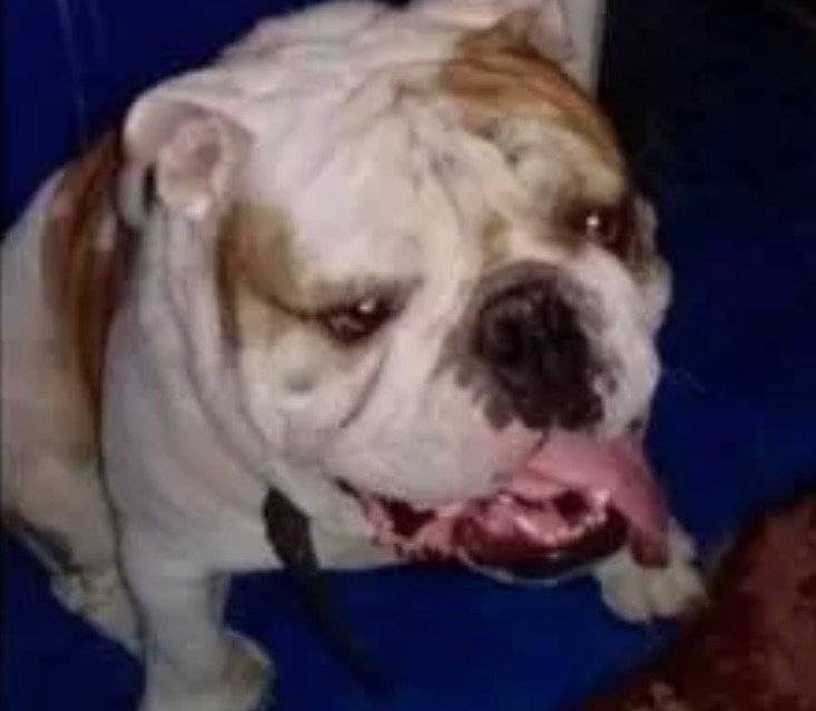 El conflicto por un perro que terminó en un asesinato El conflicto por un perro que terminó en un asesinato