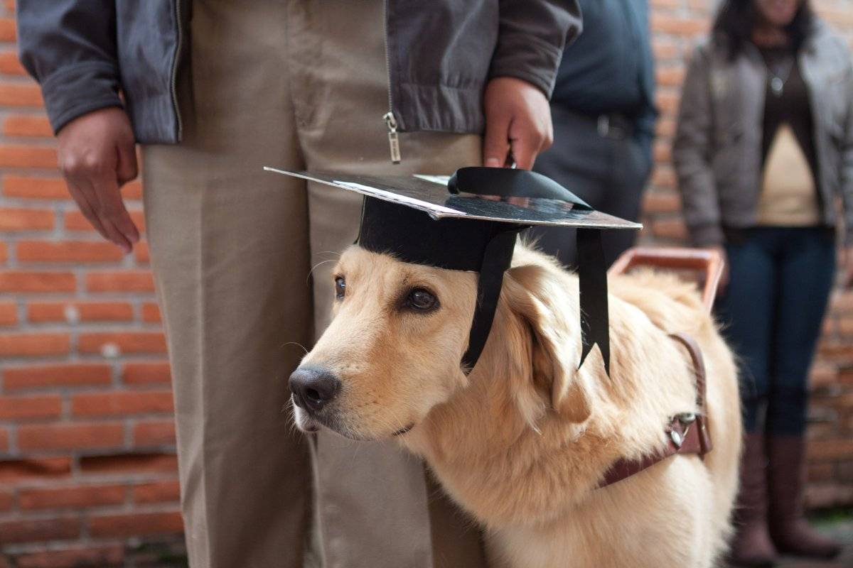Escuela de Perros Guía para Ciegos