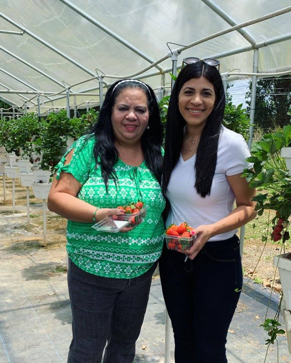 Finca fresas Puerto Rico