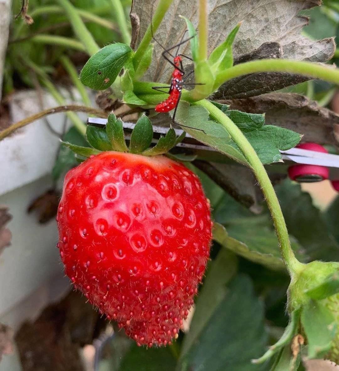Finca de fresas en Barranquitas
