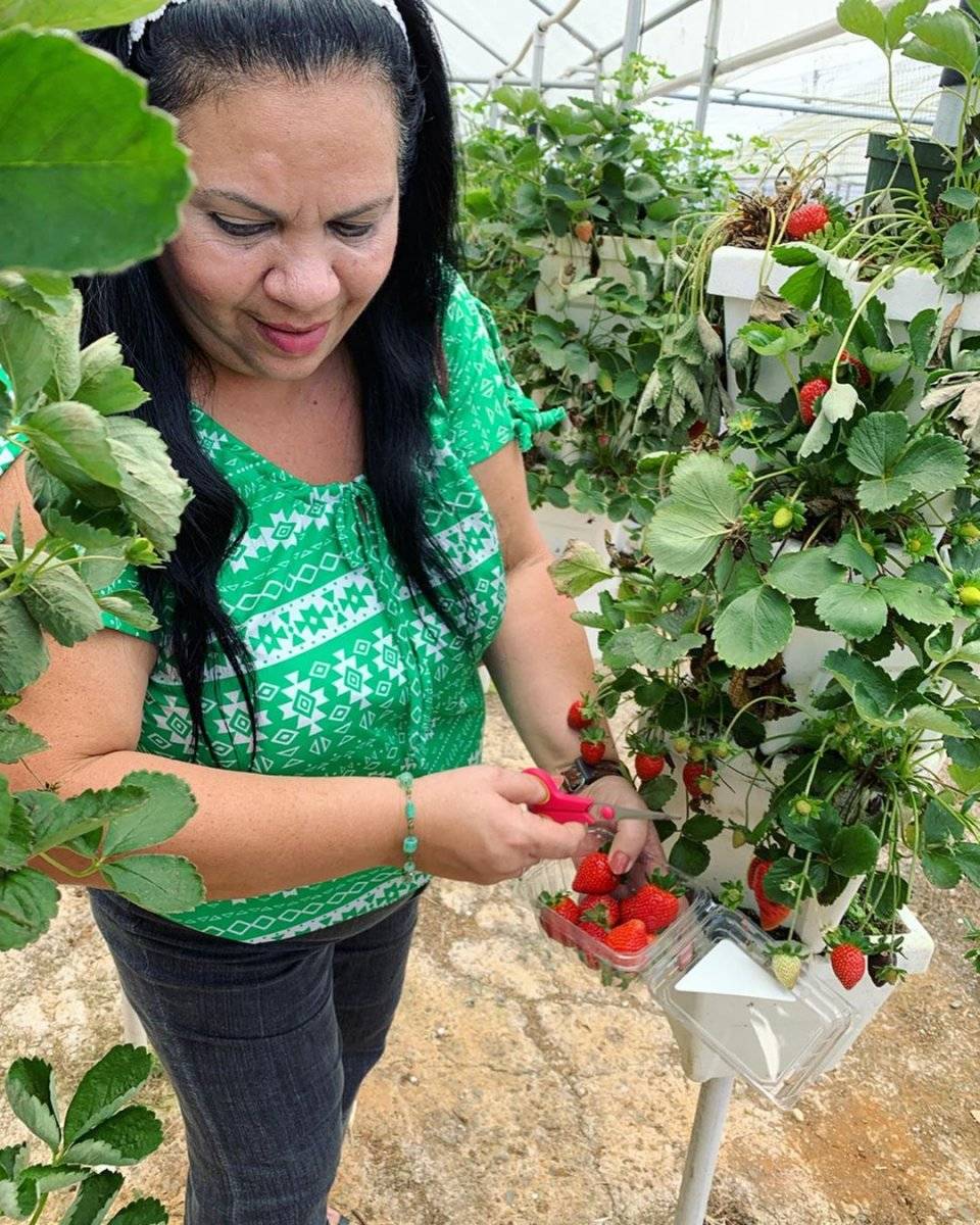Sweetwater Farm Barranquitas