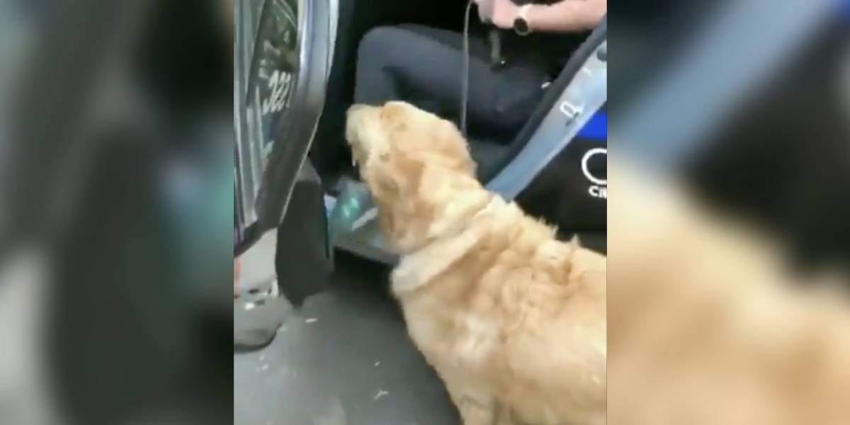 Policías en México detienen a un par de perros por 13 horas