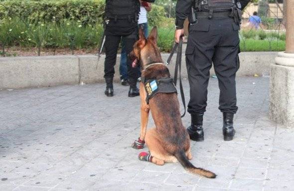 K-9 Pluto PNC