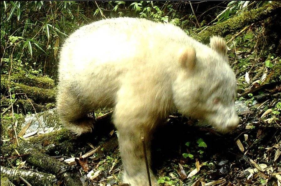 Panda albino
