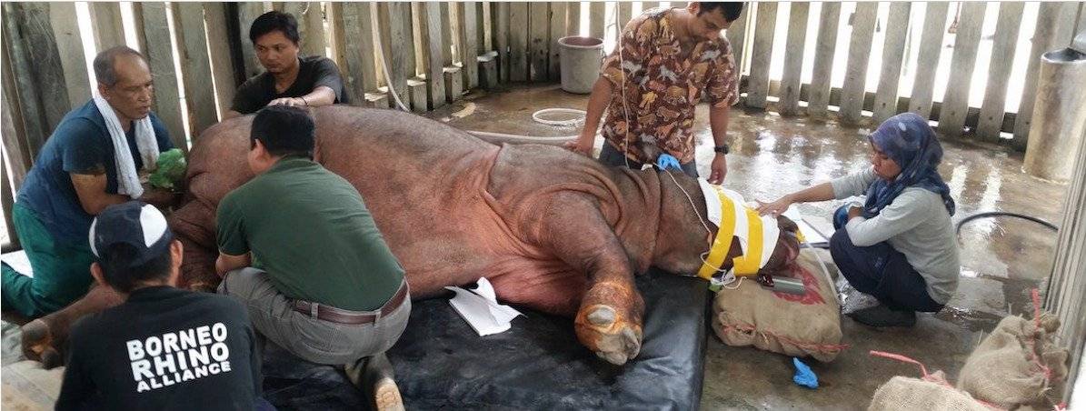 Rinoceronte de Sumatra
