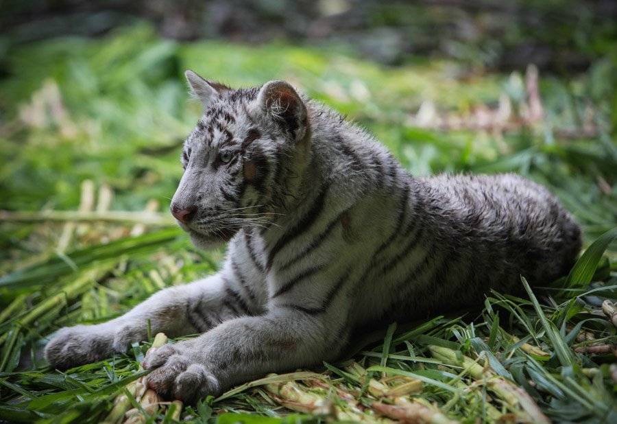 Tigres blancos llegan a zoológico de Nicaragua