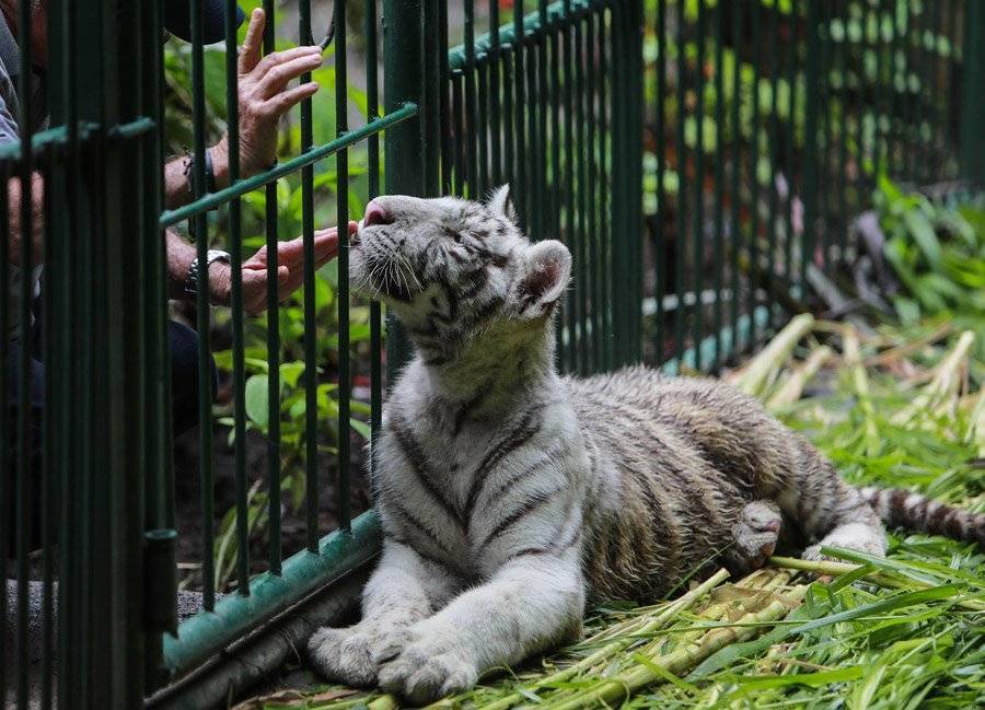 Tigres blancos llegan a zoológico de Nicaragua