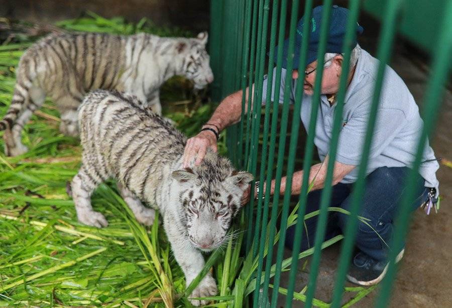 Tigres blancos en el Zoológico Nacional de Nicaragua