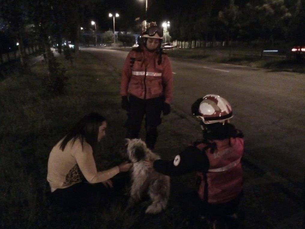 Perrita fue atendida en la Av. Occidental