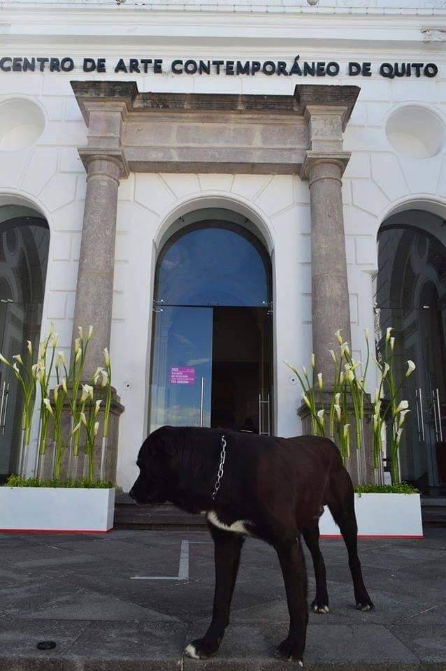 Chester en el Centro de Arte Contemporáneo