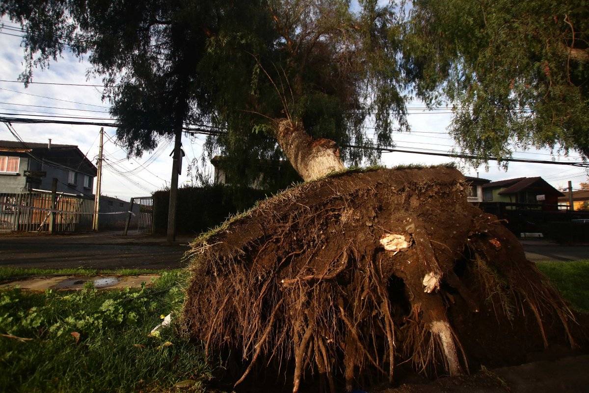 árbol