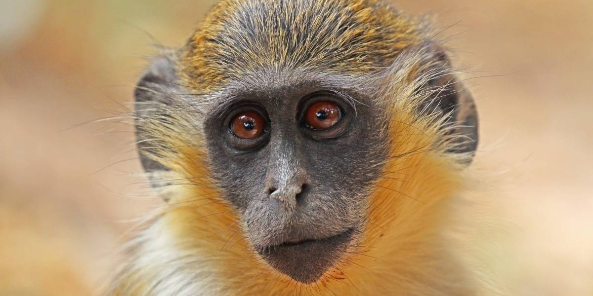 Una especie de monos africanos creó un sonido especial para alertar sobre la presencia de drones