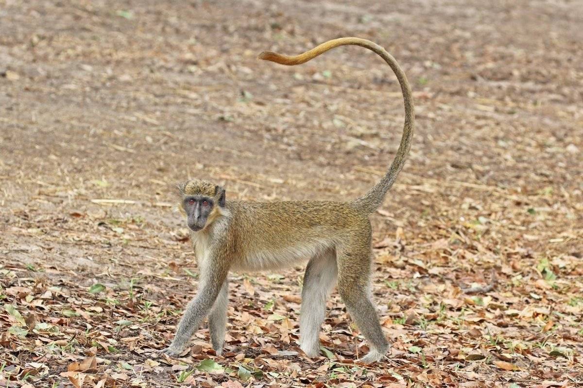 Una especie de monos africanos creó un sonido especial para alertar sobre la presencia de drones cercanos