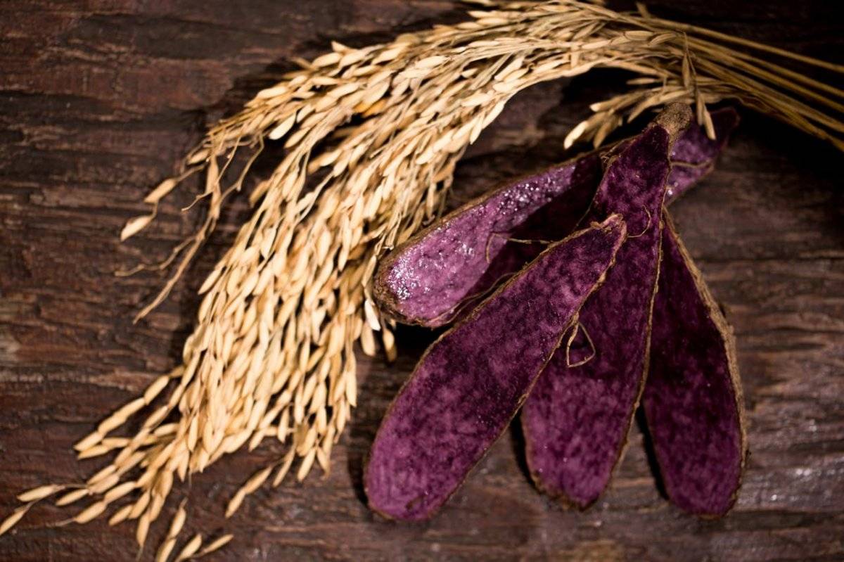 La ruta del ñame morado en los Montes de María, Bolívar | Publimetro