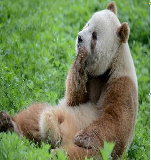panda