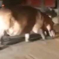 Video: Un hipopótamo de Pablo Escobar se escapó a las calles de un pueblo colombiano