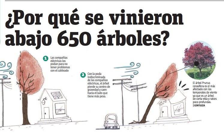 árboles caídos