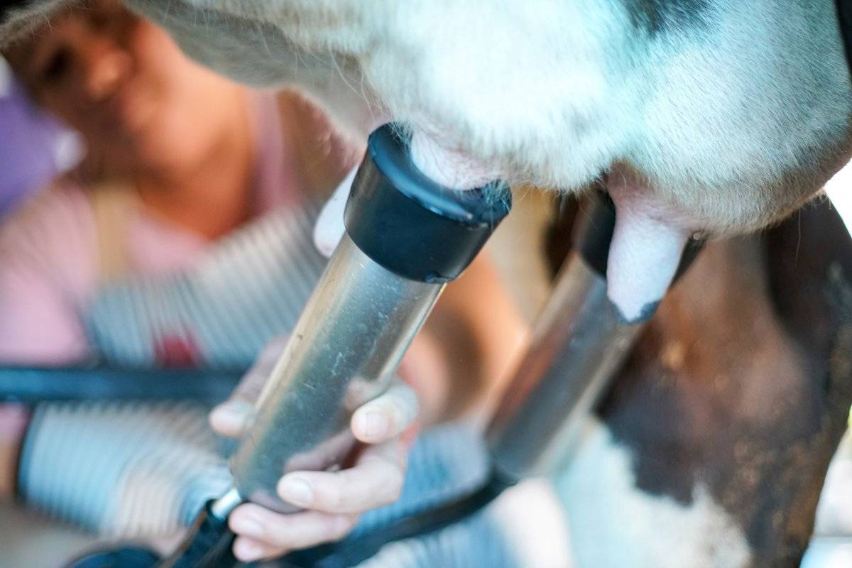La historia que se esconde detrás de un vaso de leche