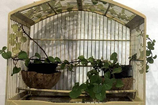 Gaiola foi transformada em suporte para plantas em projeto
