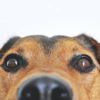 7 recomendaciones para proteger a tu mascota de la pirotecnia