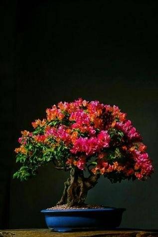 arte ecológico