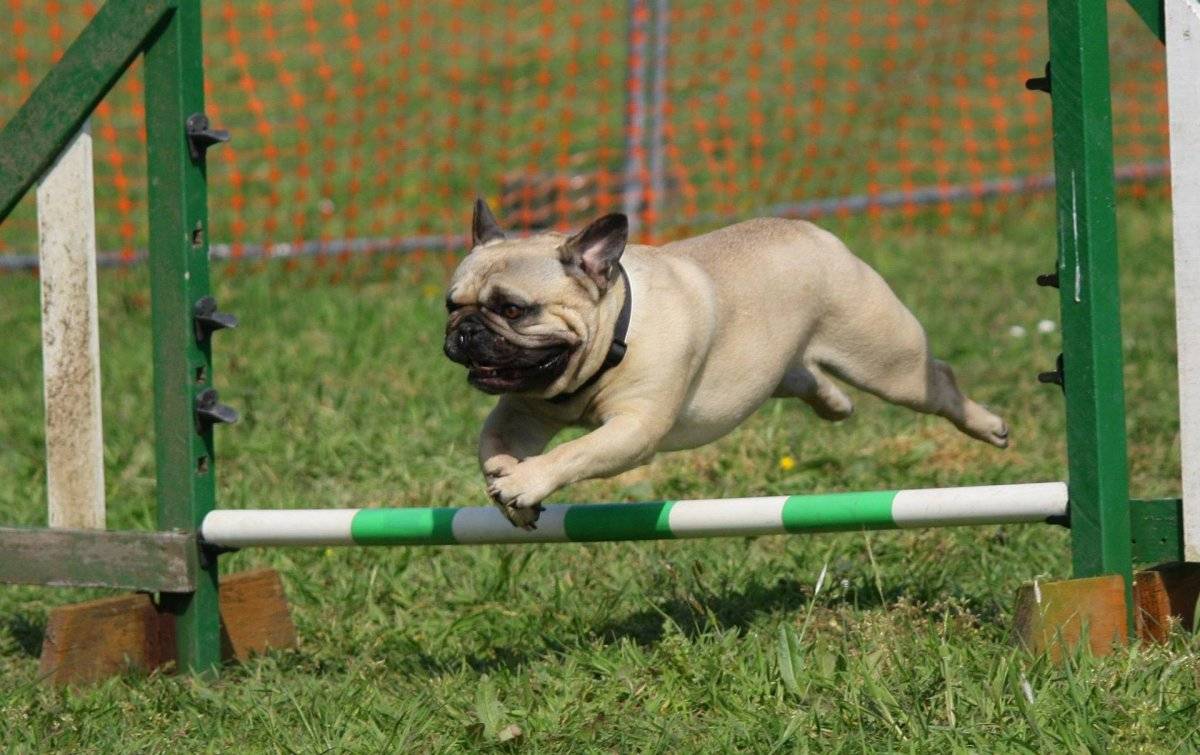 pug