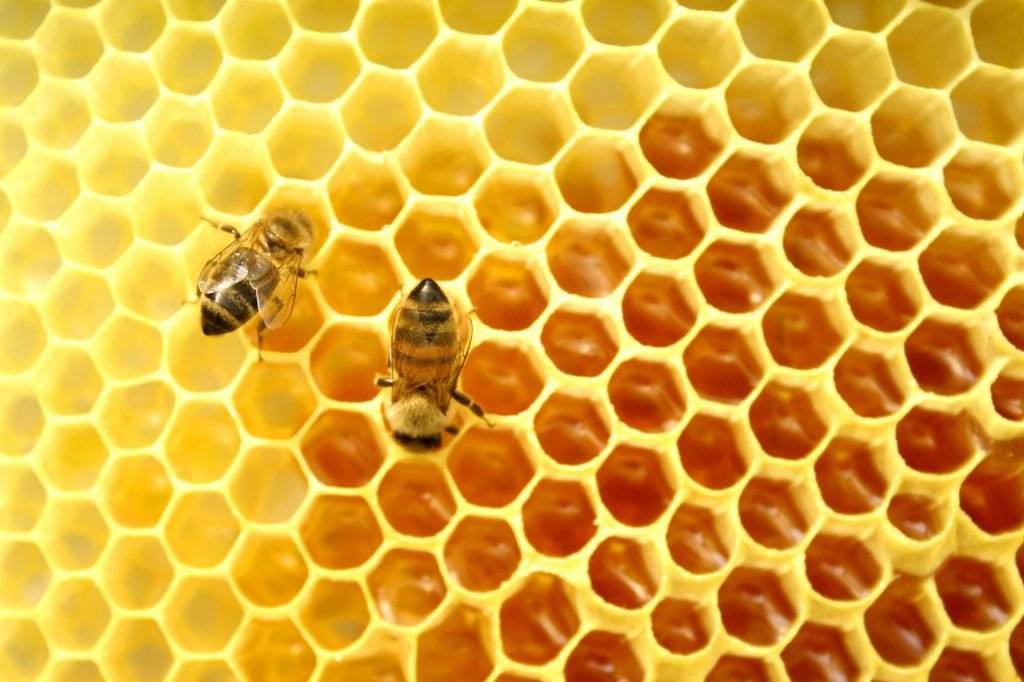 Insólito: Científicos entrenan abejas para que jueguen con pequeños balones de fútbol