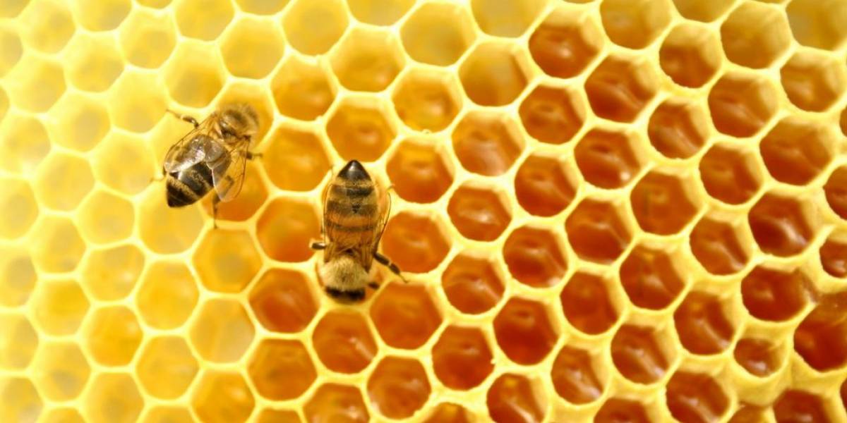 Científicos mexicanos crean parche de miel para evitar amputaciones de pie diabético
