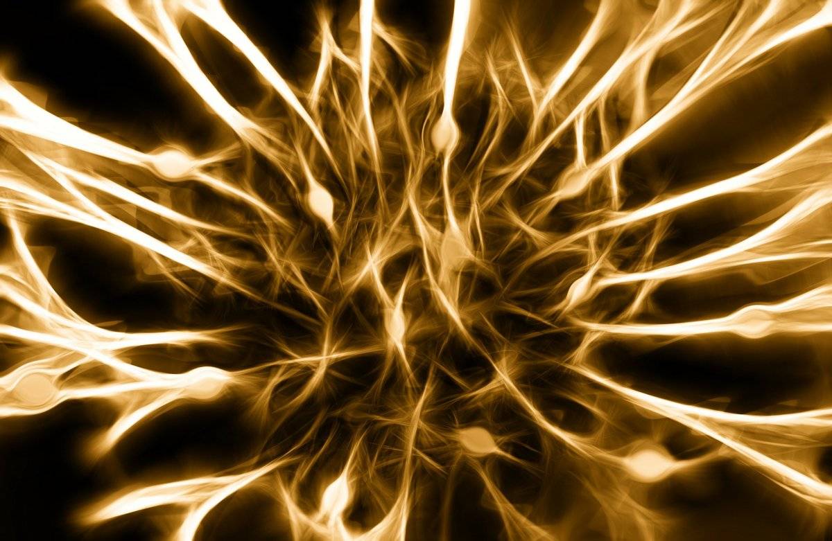 brain