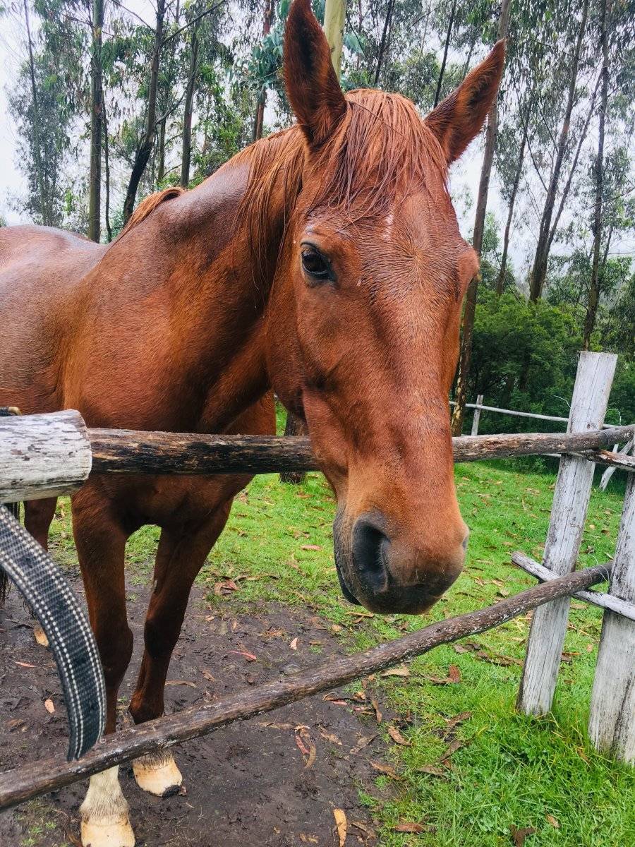 Caballos