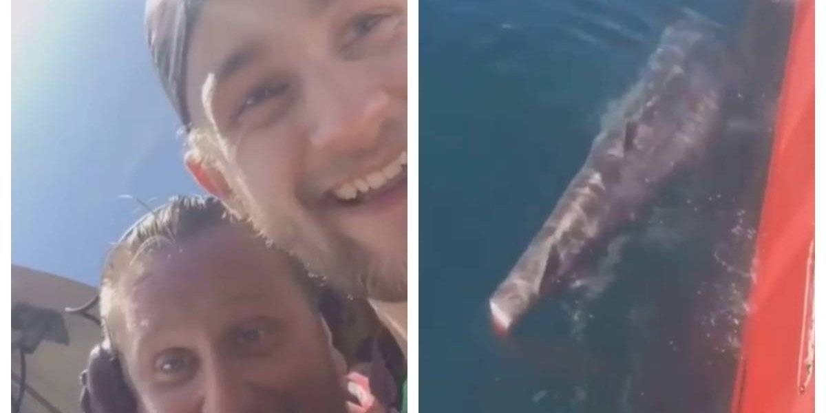 Crueldade: Pescadores decepam cauda de tubarão e deixam animal morrer em alto mar