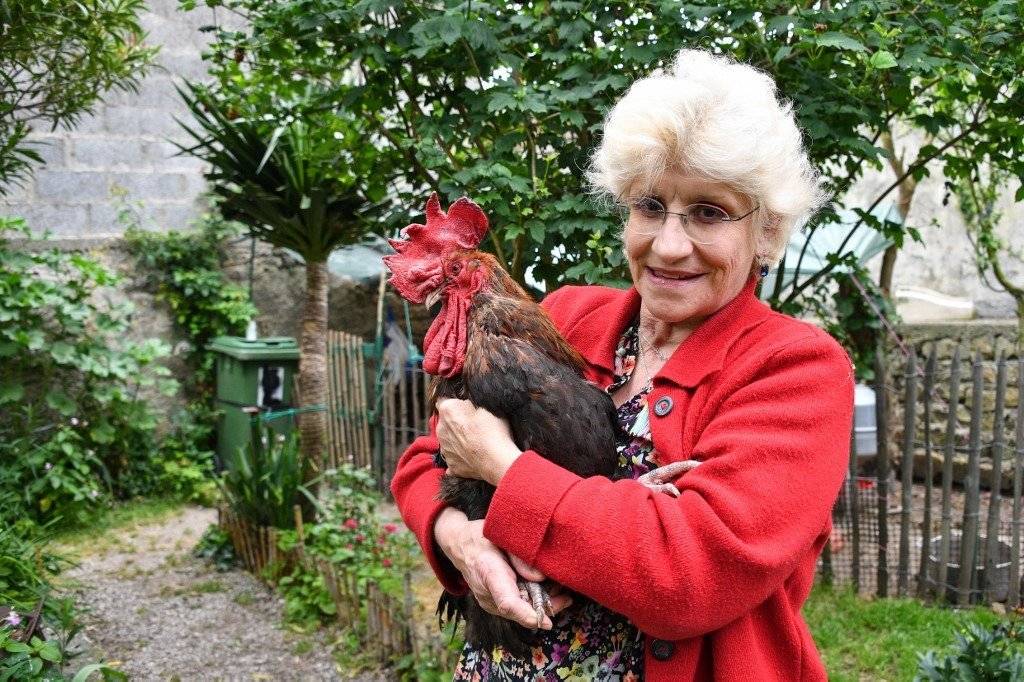 gallo