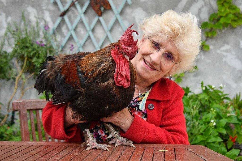 gallo